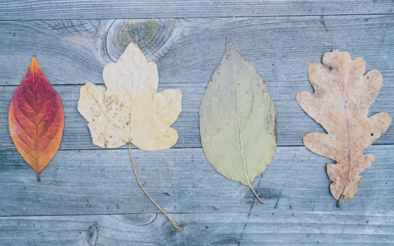 Episode 43: One Year