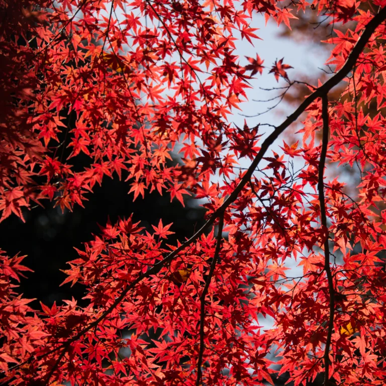 Episode 62: Stephanie | Red