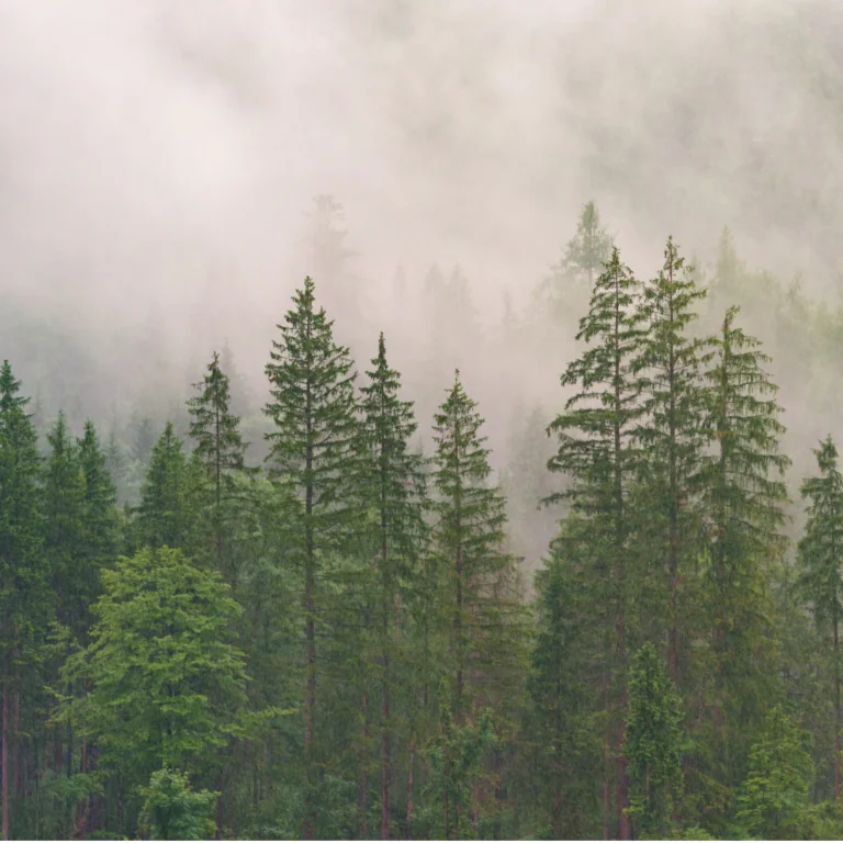 Episode 65: Daniel | Trees